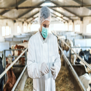 BVDV-Resistant Calf BVDV-Resistant Calf