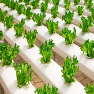Aquaponics & Hydroponics Market Aquaponics & Hydroponics Market