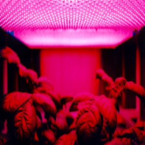 Global LED Grow Lights Market Global LED Grow Lights Market