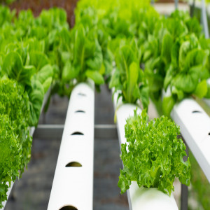 AI-Driven Lettuce Cultivation AI-Driven Lettuce Cultivation