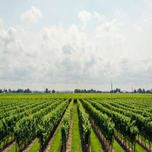 Global market for NGS in agrigenomics Global market for NGS in agrigenomics