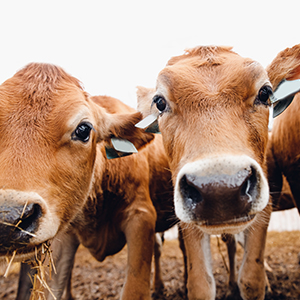 Livestock Monitoring & Management Market Livestock Monitoring & Management Market
