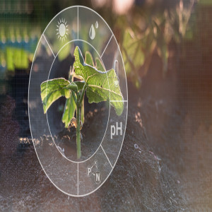Plant Growth Hormone Detection Plant Growth Hormone Detection