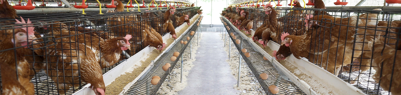 Livestock production system market