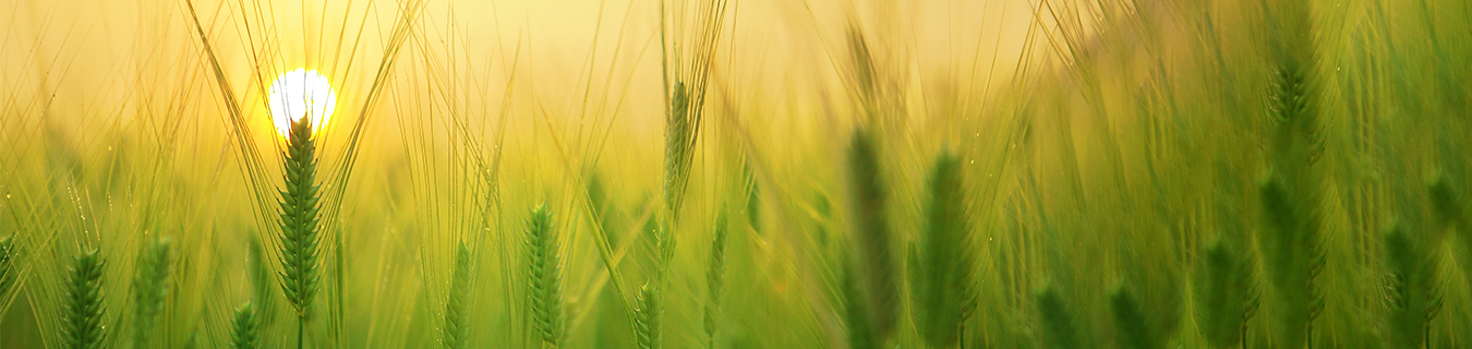 Agriculture Market Research and Industry Report